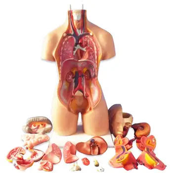 Anatomik İnsan Torso Vücut Modeli Anatomi İç Organ Tıbbi Öğretim Kalıp