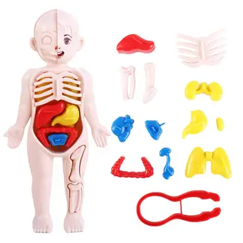 Okul Aksesuarları Monte Oyuncak Öğretim Aracı İnsan Vücudu Anatomisi Oyuncak İnsan Vücudu Modeli İnsan Vücudu Organı Modeli İnsan Organı Modeli