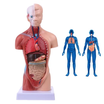 İnsan Torso Vücut Modeli Anatomi Anatomik Tıbbi İç Organlar Öğretim İçin